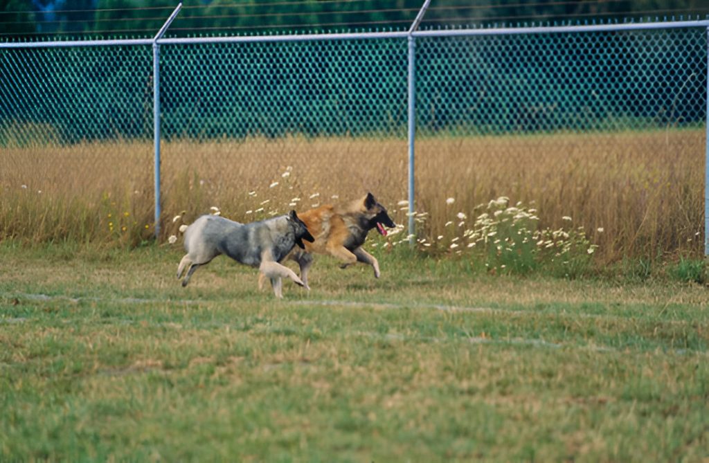 Pet Containment Chain link Fence