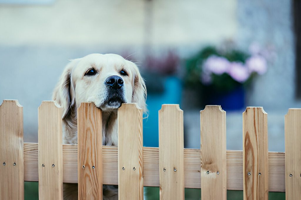 pet wood fence